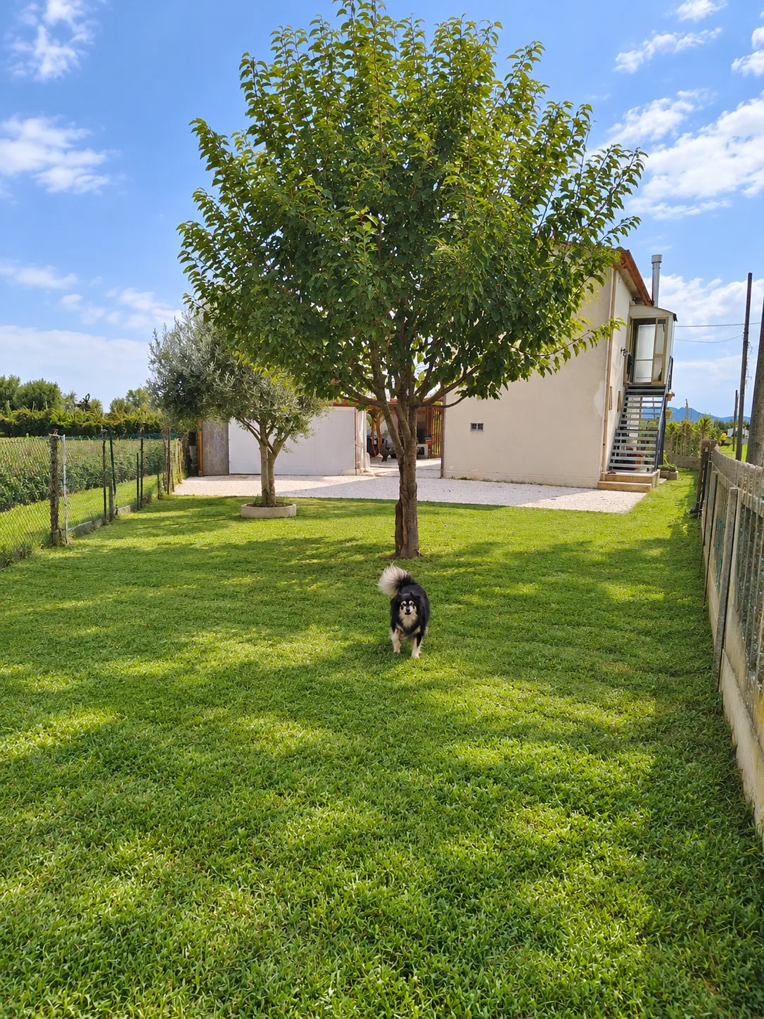 CASA SINGOLA IMMERSA NEL VERDE CON PROGETTO APPROVATO — foto 5